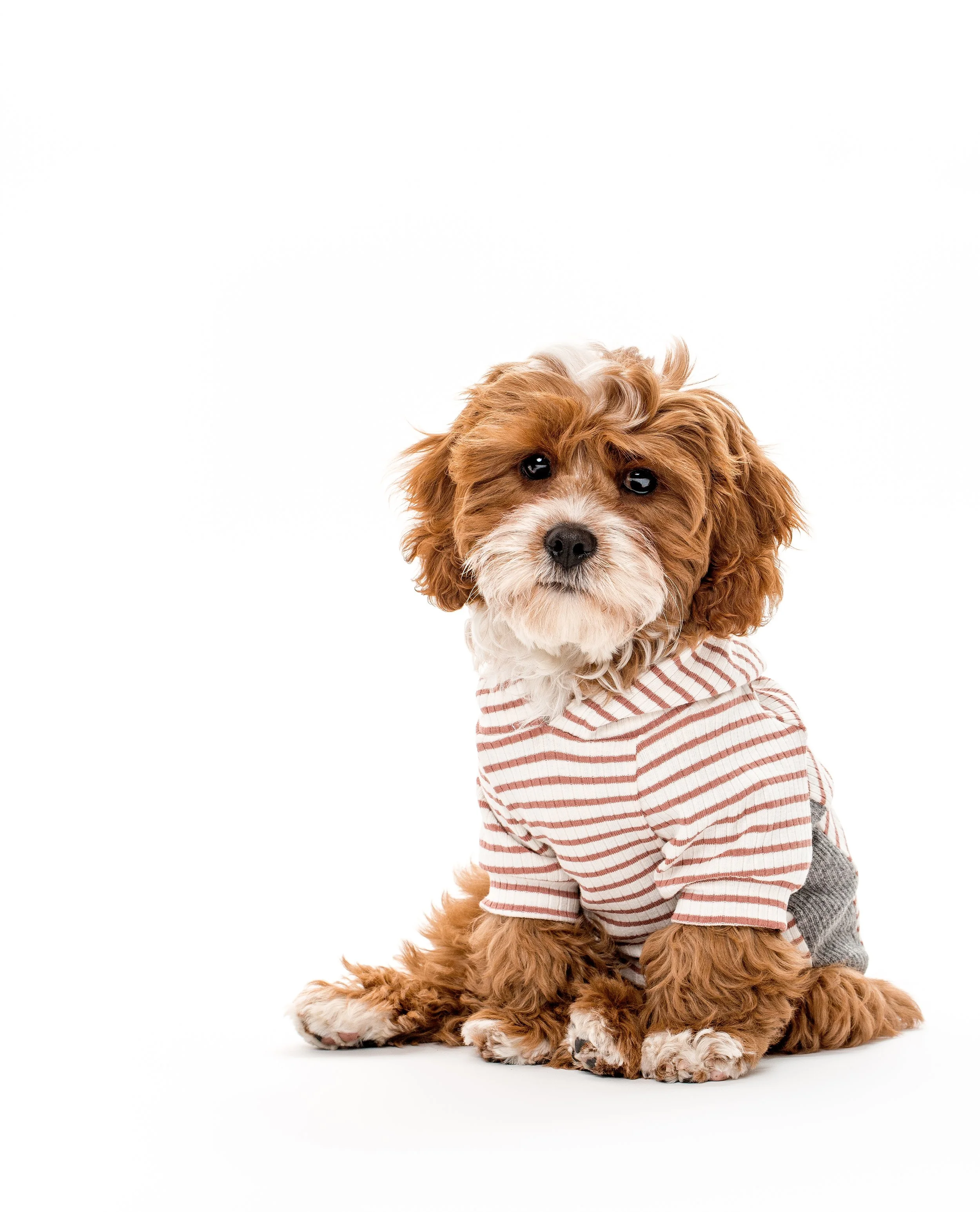 Dog Images | Charlie Nunn Photography